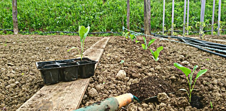 Comment planter des aubergines en pleine terre ?