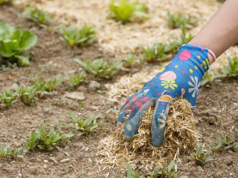 Comment pailler son jardin ?