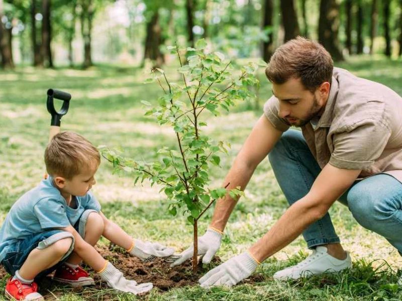 Quel arbre fruitier planter dans son jardin ?