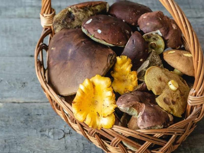Comment conserver des champignons frais ?