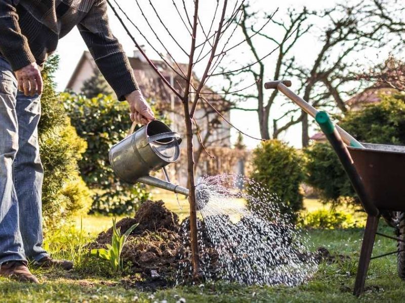 Quand planter des arbres fruitiers ?