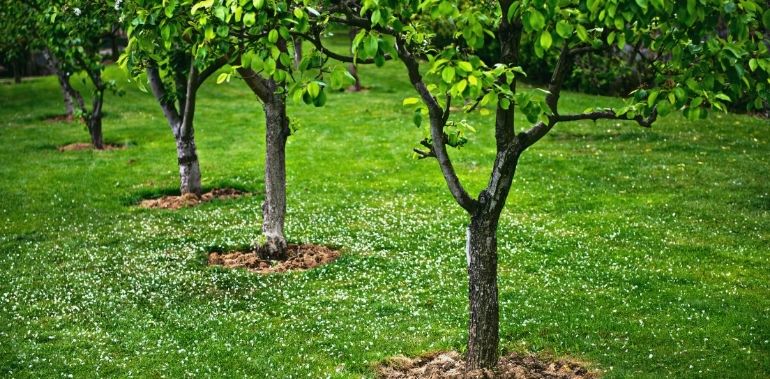 Que mettre au pied des arbres fruitiers ?