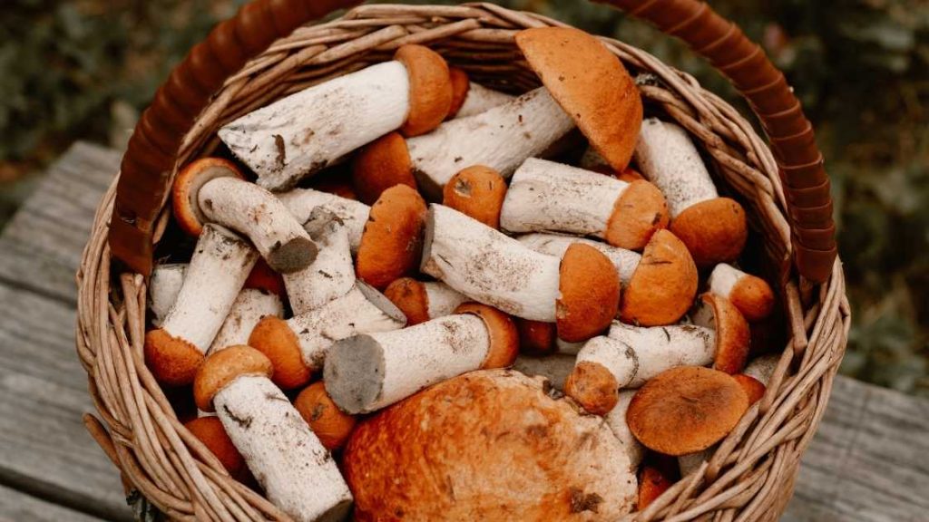 Photo catégorie les champignons Jardinautes