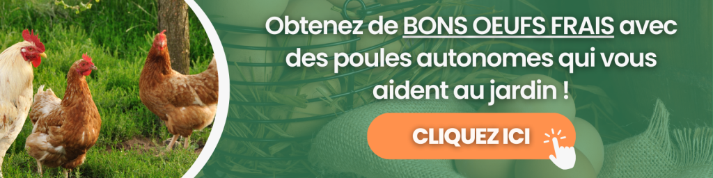 Formation poules Permaculture Design