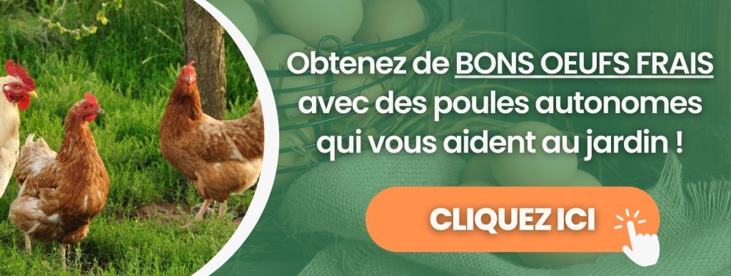 Formation poules pondeuses permaculture design