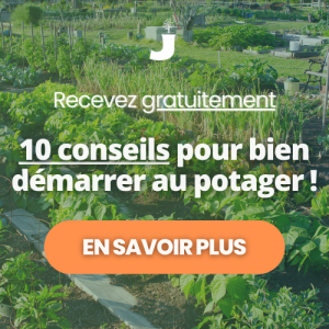 Conseils pour bien démarrer au potager