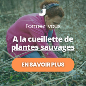 Formation du cueilleur le chemin de la nature