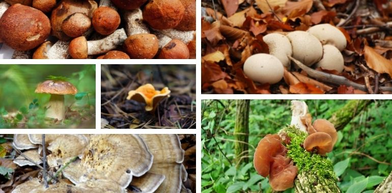 Apprenez à identifier, cueillir et consommer les champignons comestibles !