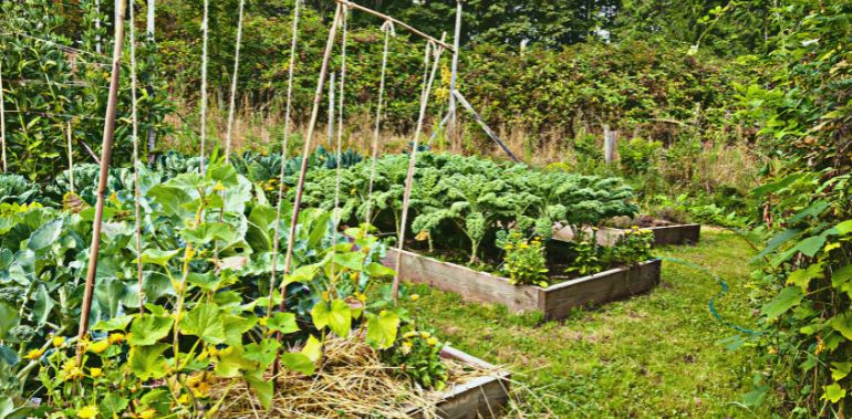 Jardin Potager : tout savoir pour avoir de belles récoltes toute l’année